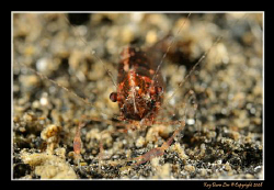 Shrimp Portrait, 
D300, 60mm AF-S by Kay Burn Lim 